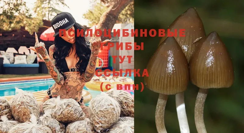 Псилоцибиновые грибы Magic Shrooms  Махачкала 